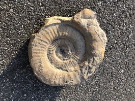 Grosses Ammonit  Fossil