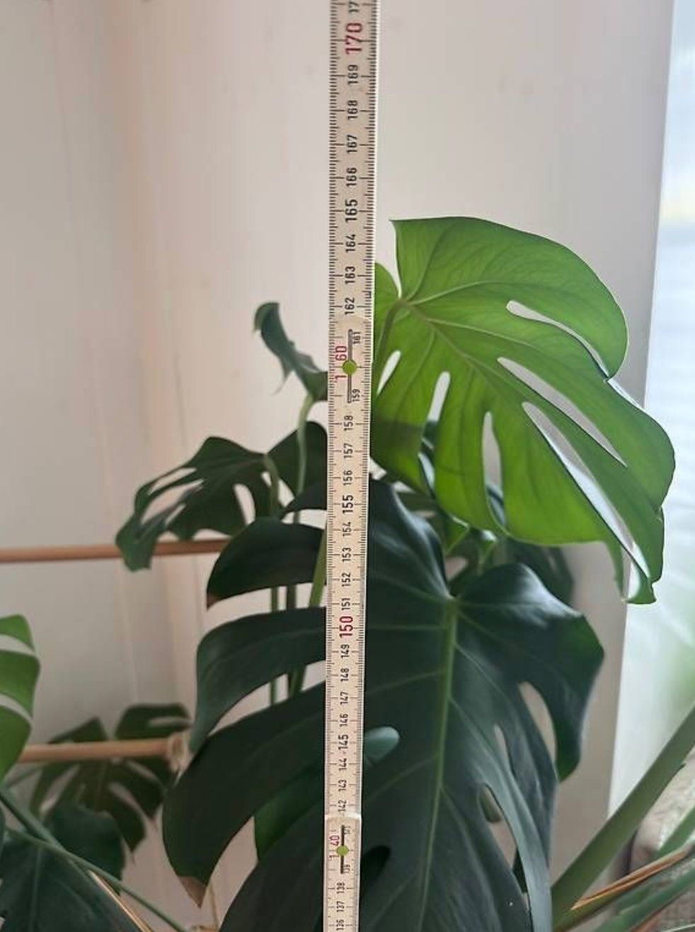 Plantes & graines: Grosse Monstera Pflanze – Neuf (Voir description) à Hinwil par marinaschroder 1