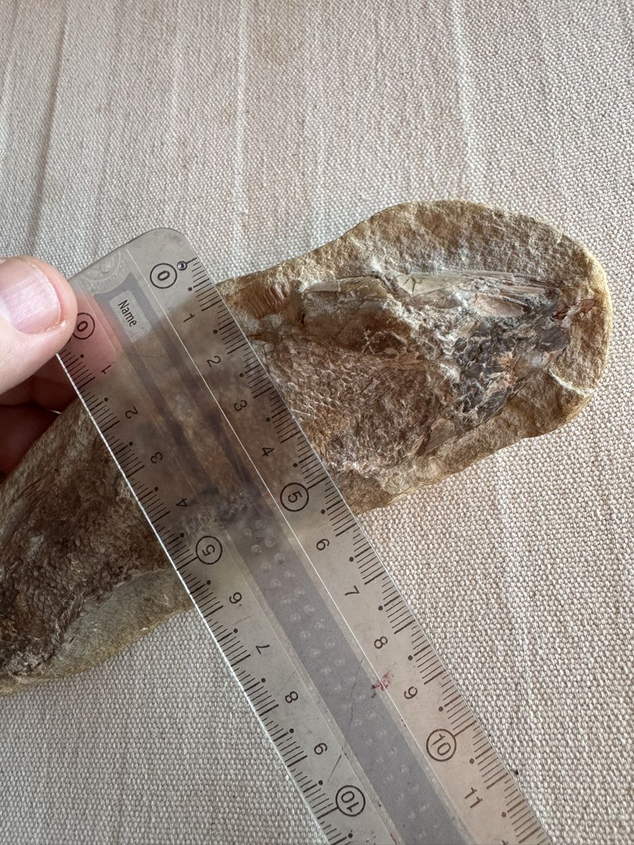 Fossilien: 🔥Fossil fish specimen approximately 16 cm long – Gebraucht aus Morges von SevArt 8