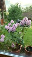 Rhododendron Topf helle Blueten , 100cm hoch