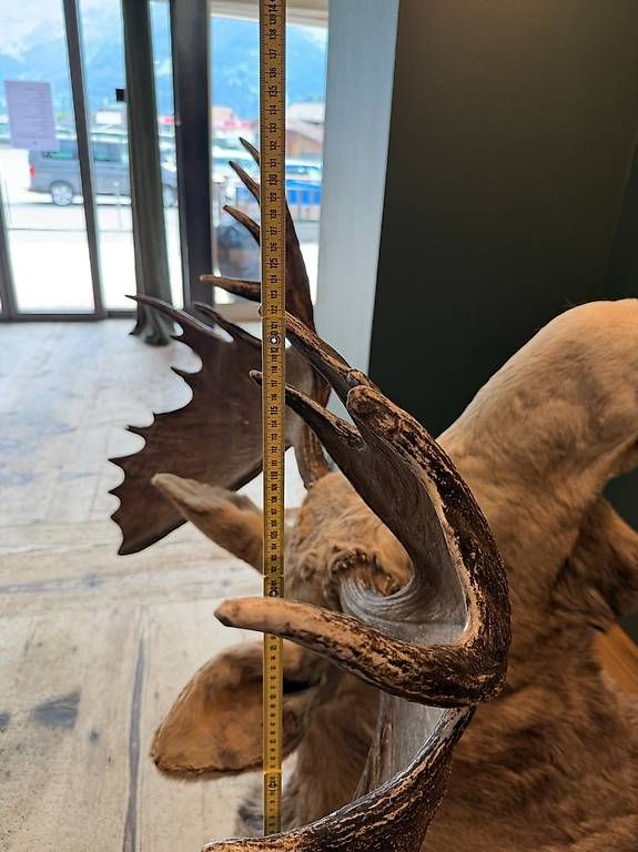 Welt der Tiere: Elk – Gebraucht aus Lenk im Simmental von KingzCompany 2