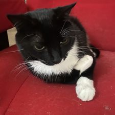 Profile image of mugichan1