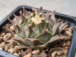 Obregonia denegrii