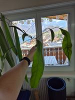 Anthurium Vittarifolium Pflanze 1x