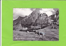 Alp Schwarzenegg