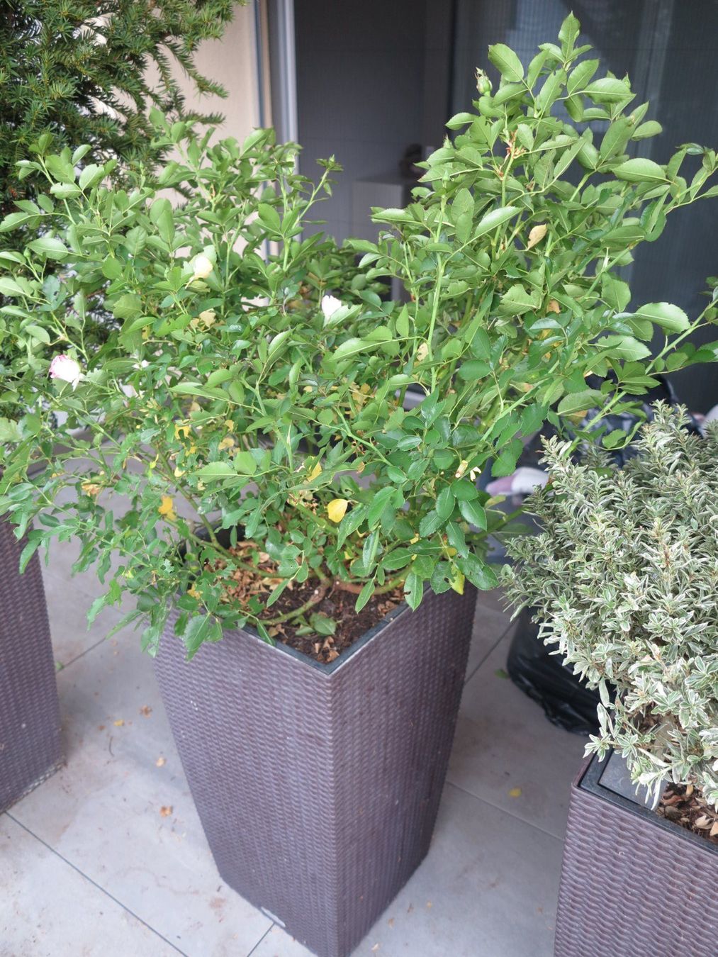 Lechuza Vasi per fiori: Lechuza Cubico Cottage Set mit Rose – Usato da Büttikon AG venduto da Kaebri