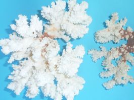 Zwei Korallen Weiss Naturdeko Aquarium Deko guter Zustand