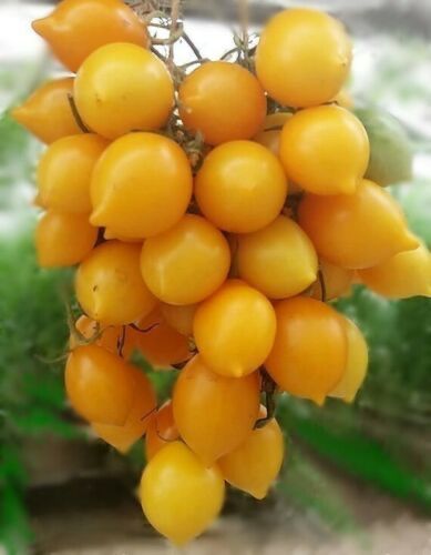 Piante & sementi: 50 Samen Piennolo Vesuvio  Tomate – Nuovo (secondo la descrizione) da Ehrendingen venduto da VerveinaSamen 4