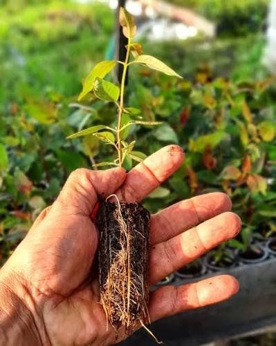 Piante & sementi: Eucalyptus Nitens  2x 15-20cm – Nuovo (secondo la descrizione) da Bremblens venduto da FIBONACCI369 1