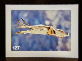 MIGROS MANIA Nature Detectives Nr. 127