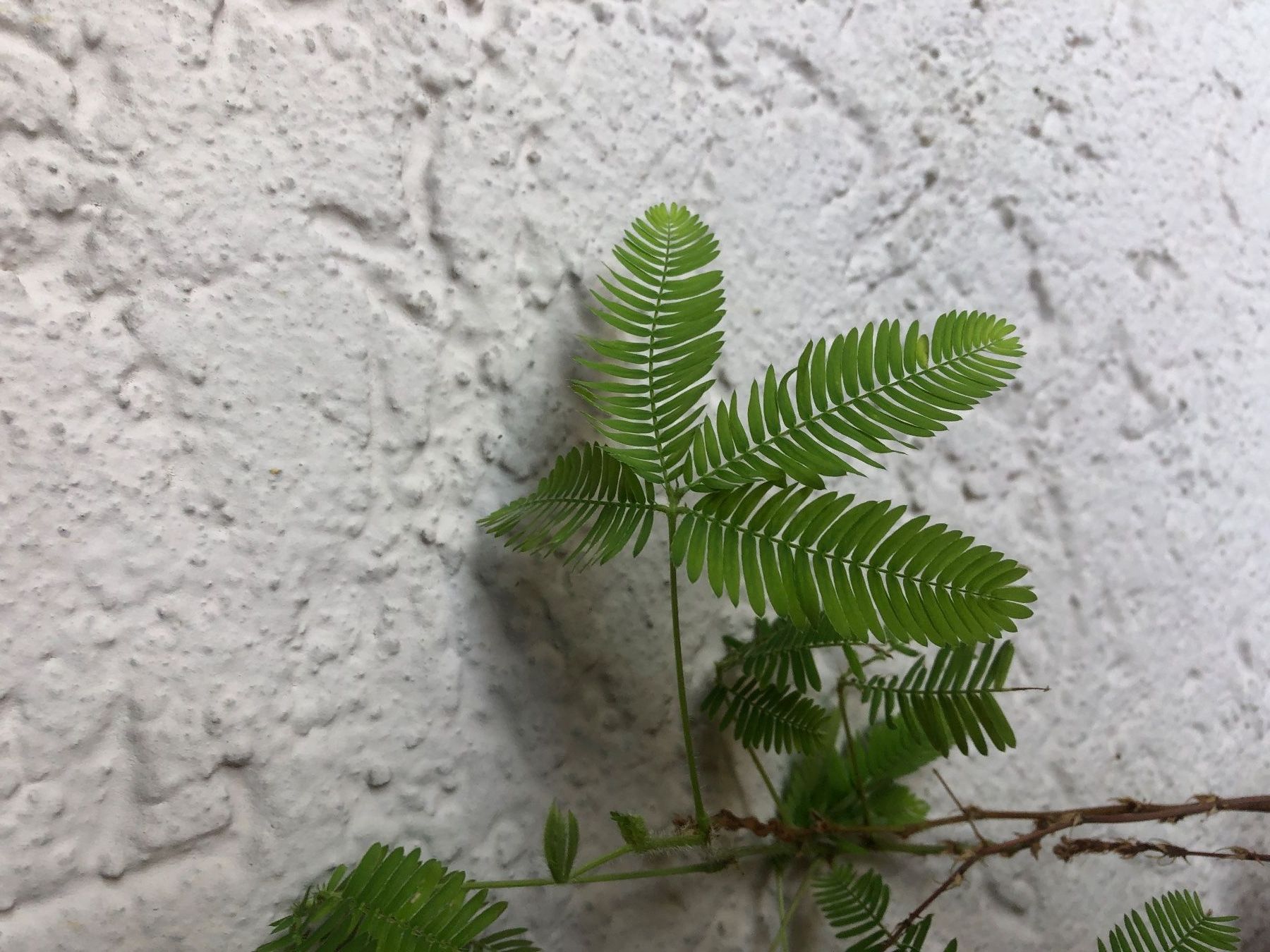 Plantes & graines: Mimose Mimosa Pudica – Neuf (Voir description) à Zürich par peterle01 3