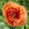 Piante & sementi: Coquelicot géant orange  2 PLANTS PAVOT D'ORIENT – Nuovo (secondo la descrizione) da Bremblens venduto da FIBONACCI369