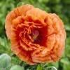 Coquelicot géant orange  2 PLANTS PAVOT D'ORIENT