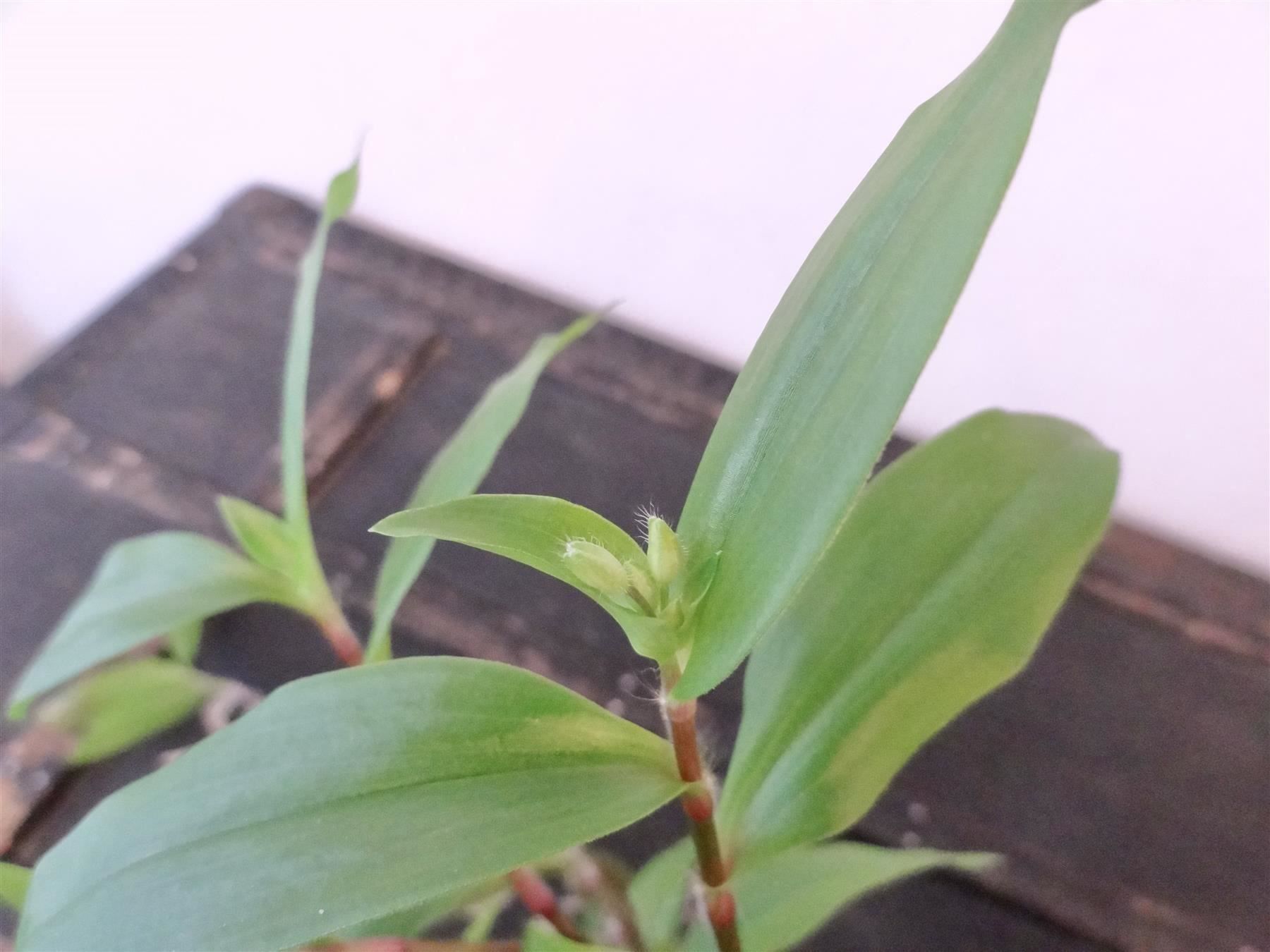 Pflanzen & Samen: Dreimasterblume Tradescantia Fluminensis – Neu und originalverpackt aus Kerzers von zimmergruen 5