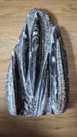 Versteinerte Orthoceras Platte Grösse ca 25x14cm 1,64Kg