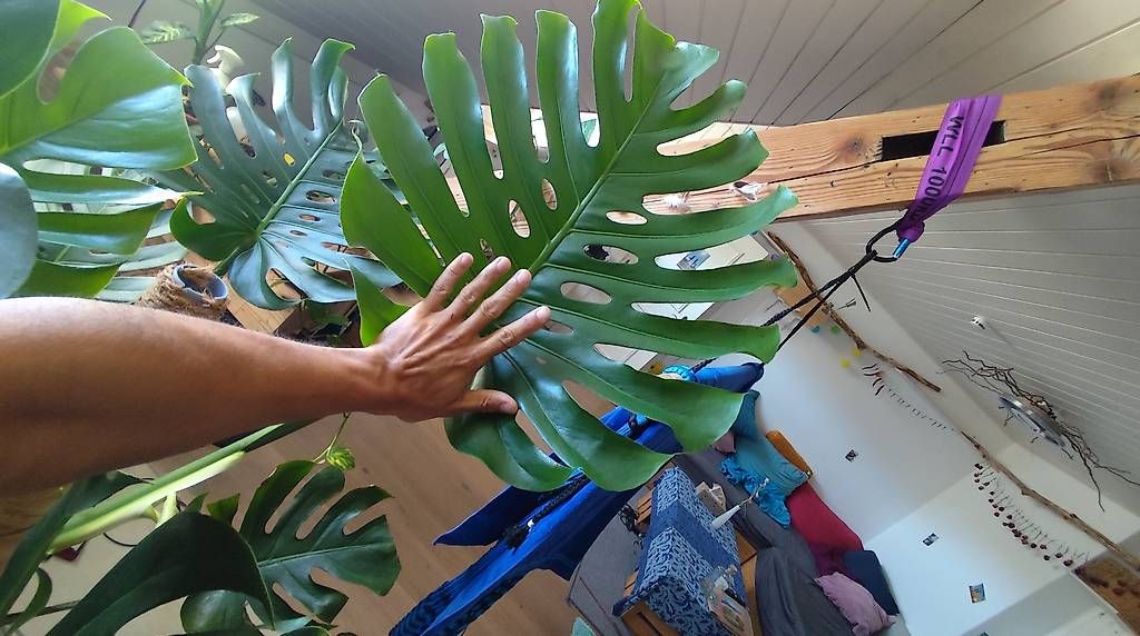 Pflanzen & Samen: Wunderschöne große Monstera  – Gebraucht aus Flurlingen von thinkfree 3