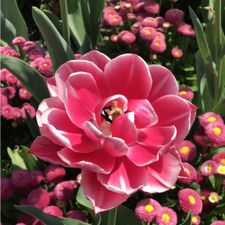 Profile image of 3flower-power3