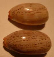 2 CYPRAEA ISABELLA,-MUSCHELN,KAURISCHNECKE,-29,6 UND 30,3 MM