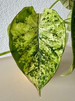 Alocasia Dragon Scale Mint Variegata – Rooted Rhizome 🌱