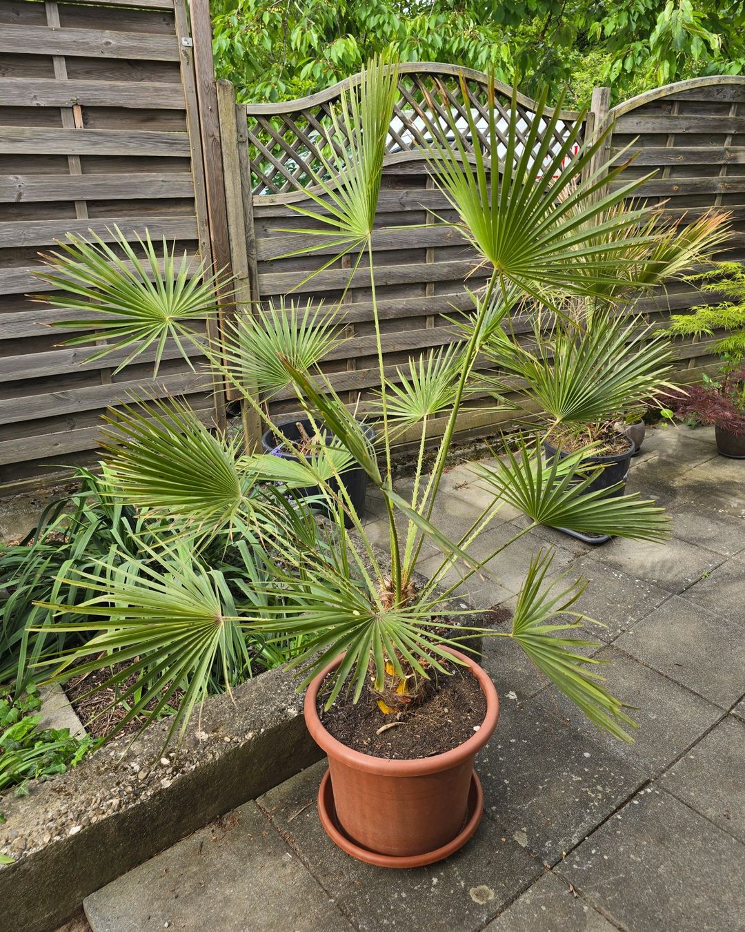 Piante & sementi: Chamaerops Humilis Palme – Usato da Aarburg venduto da popkorn65 1