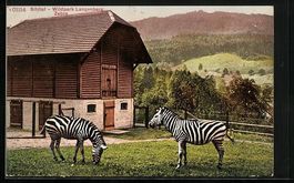 Langnau am Albis, Wildpark Langenberg, Z