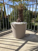 Palmentopf ⌀ 50 cm | 62 l