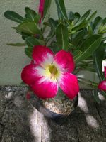 Adenium obesum Sämling / *DUFTEND sehr RAR* Wüstenrose