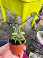 Peperomia axillaris plante tacos succulente cactus