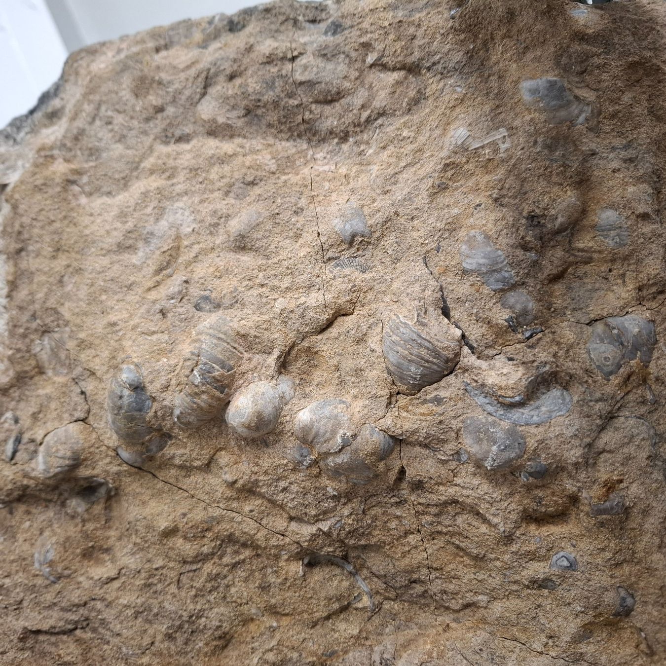 Fossili: Ammonit XXL 65cm ca. 30Kg – Nuovo (secondo la descrizione) da Pfäffikon ZH venduto da mrstone 1