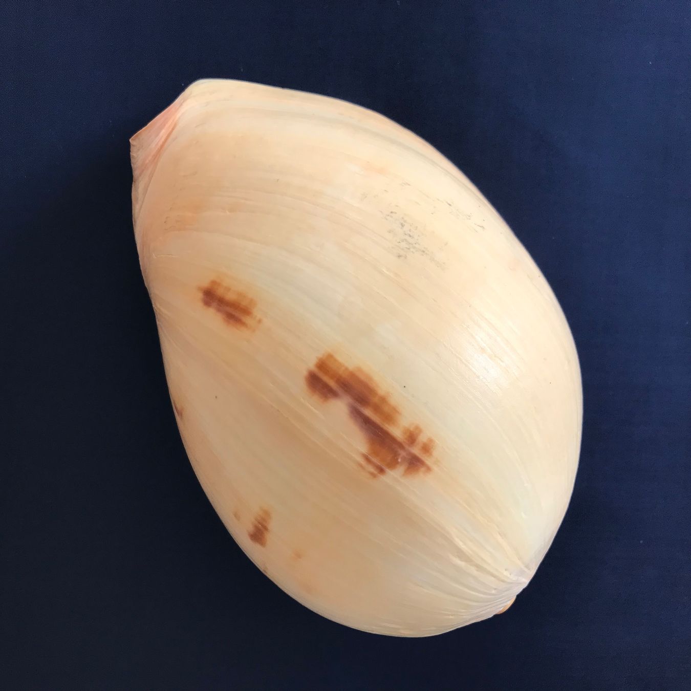 Fossili: Grosse Muschel – Usato da Hauptwil venduto da EfairB 9