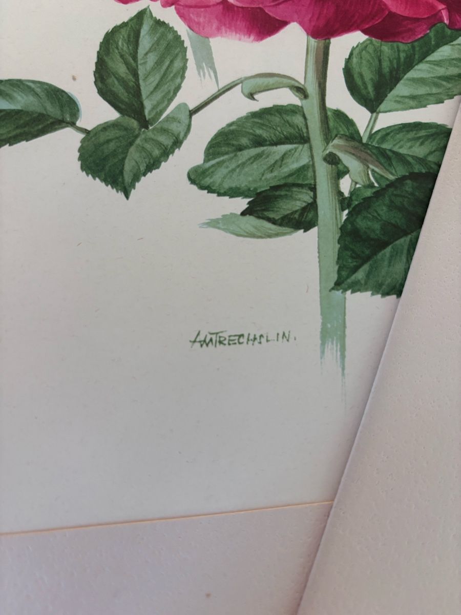 Dipinti: Kunstdrucke Botanische Rosen – Usato da Weiach venduto da Larissa130 4