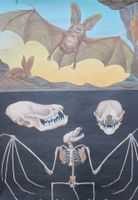 ⭐Schulwandbild „Fledermaus“ von Jung-Koch-Quentell.