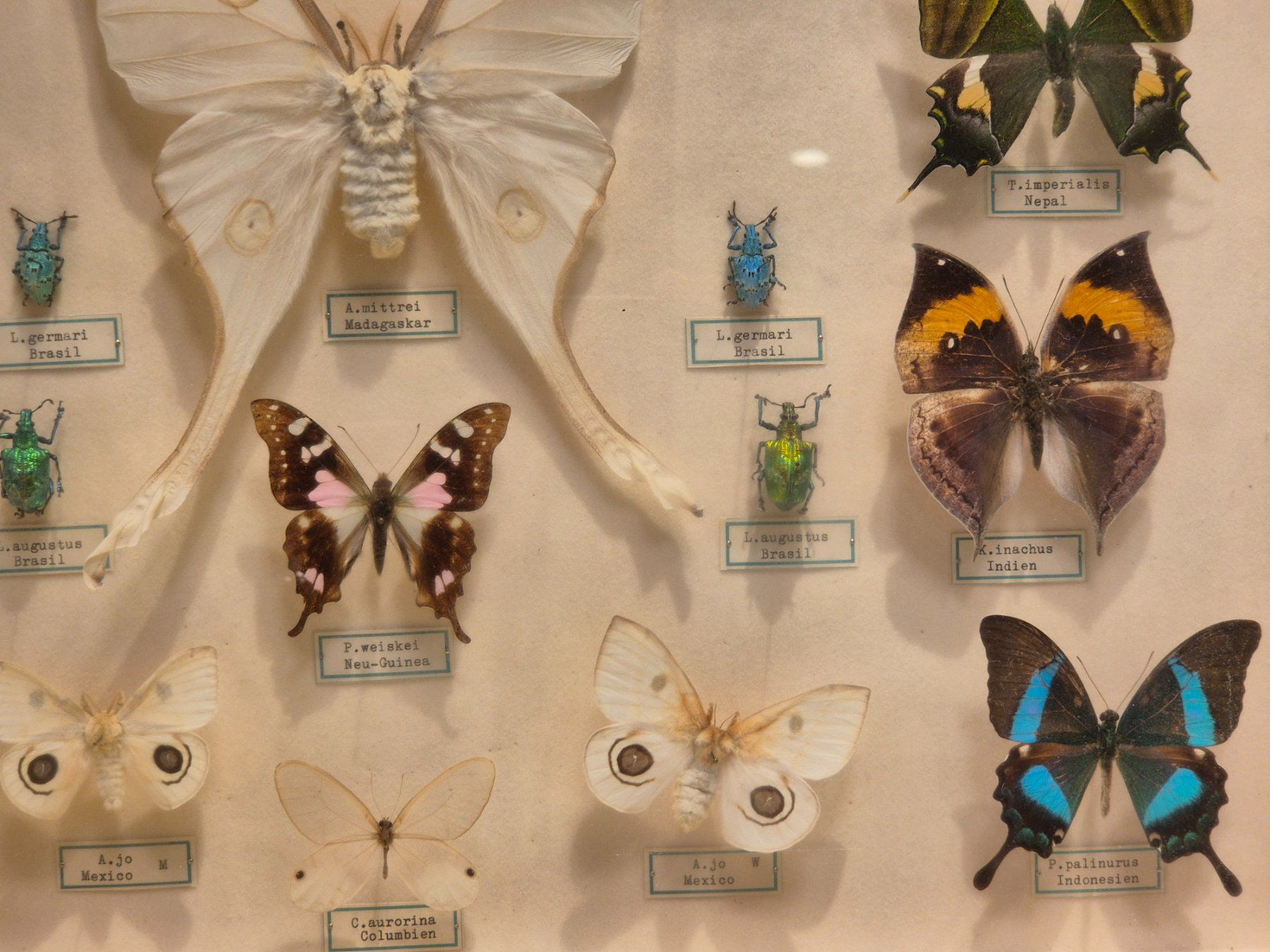 Il mondo degli animali: Holzvitrine mit Schmetterlingen – Usato da Nidau venduto da Le_Morgy 2