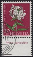 20 Rp. Phlox mit TAB (Phlox paniculata)