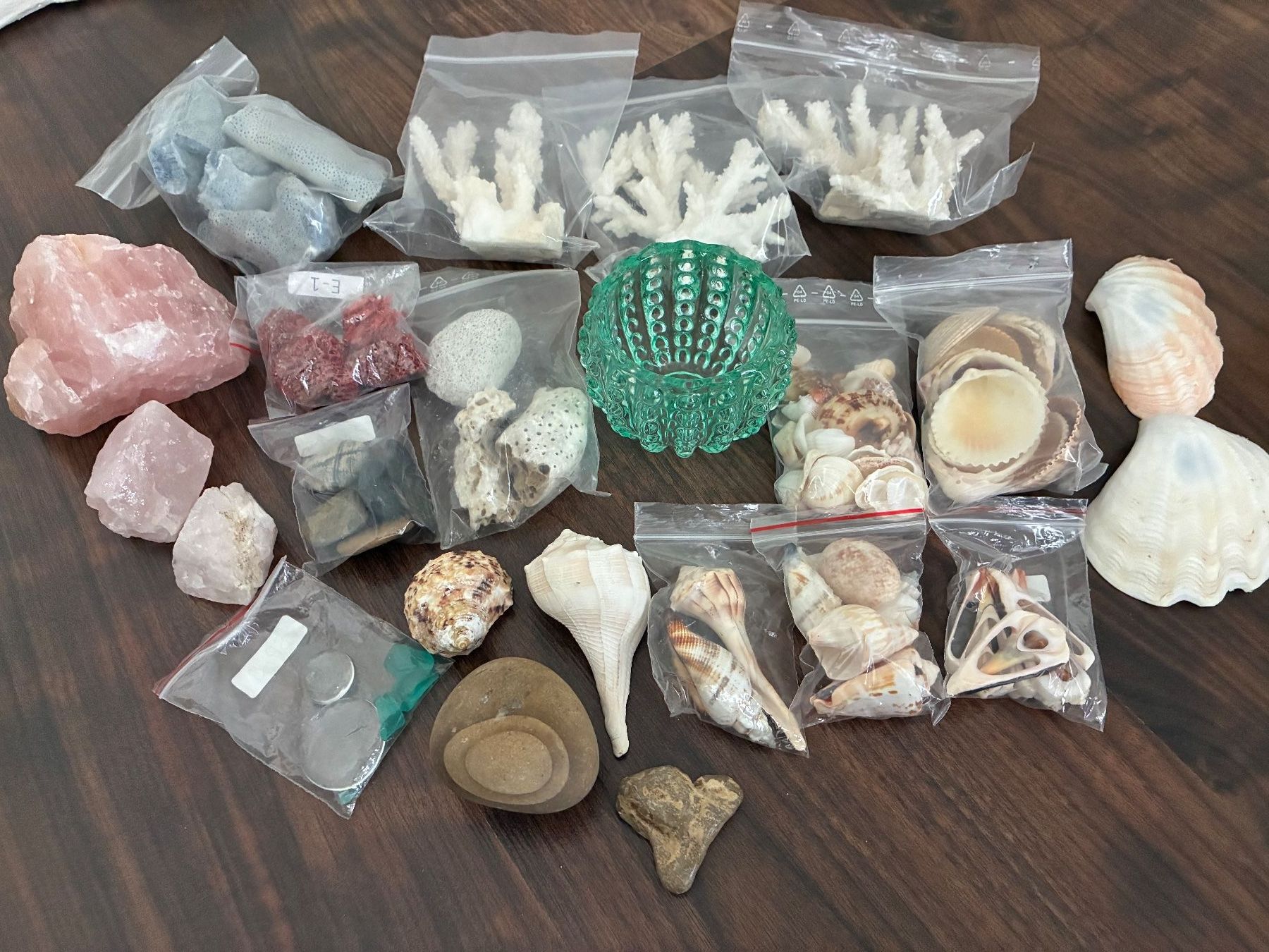 Fossili: Muschelset Diverses – Usato da Frick venduto da sandra037 5