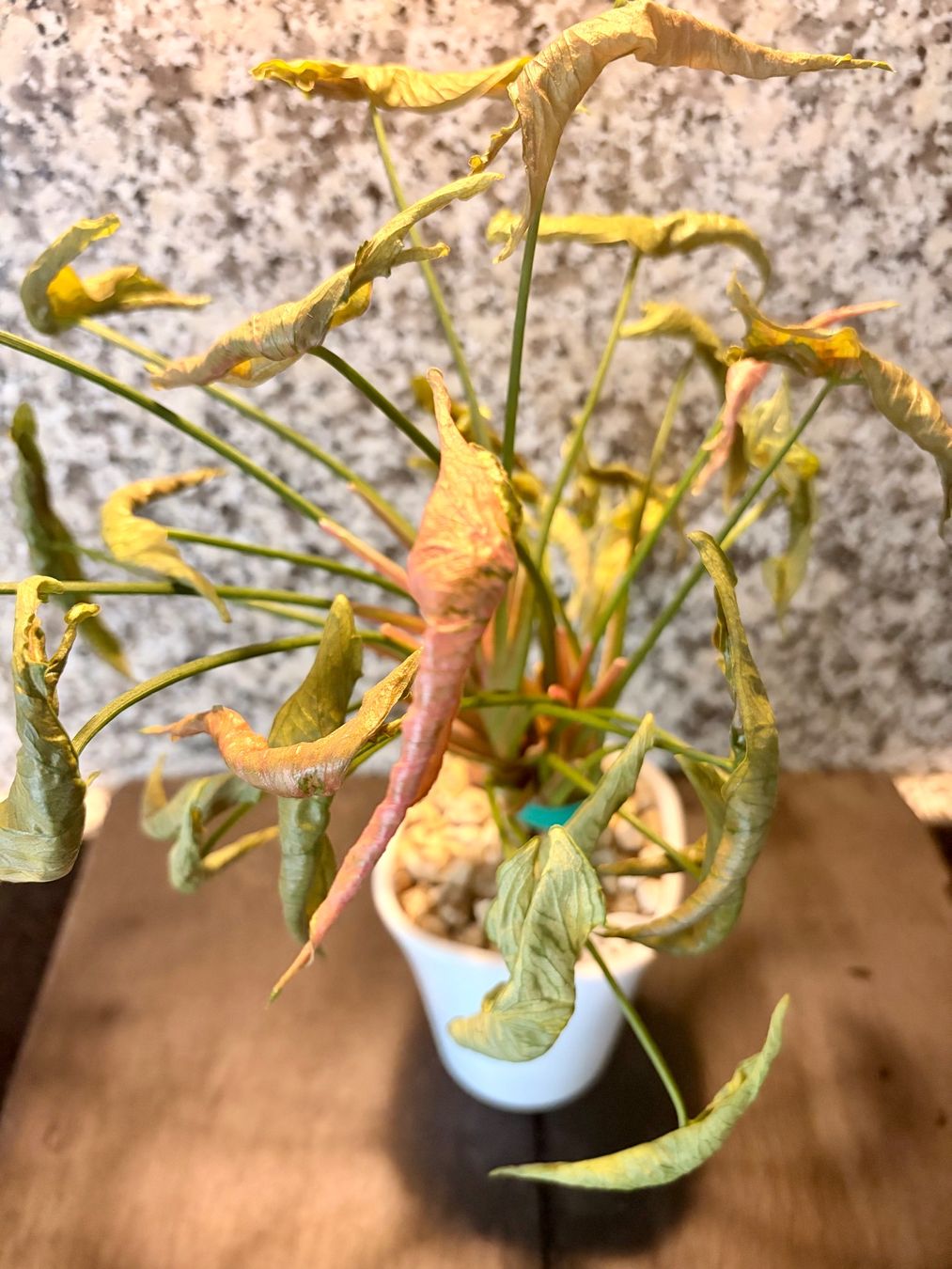 Piante & sementi: Syngonium Pink Rolli – Usato da Kaiseraugst venduto da dka_b97z 4