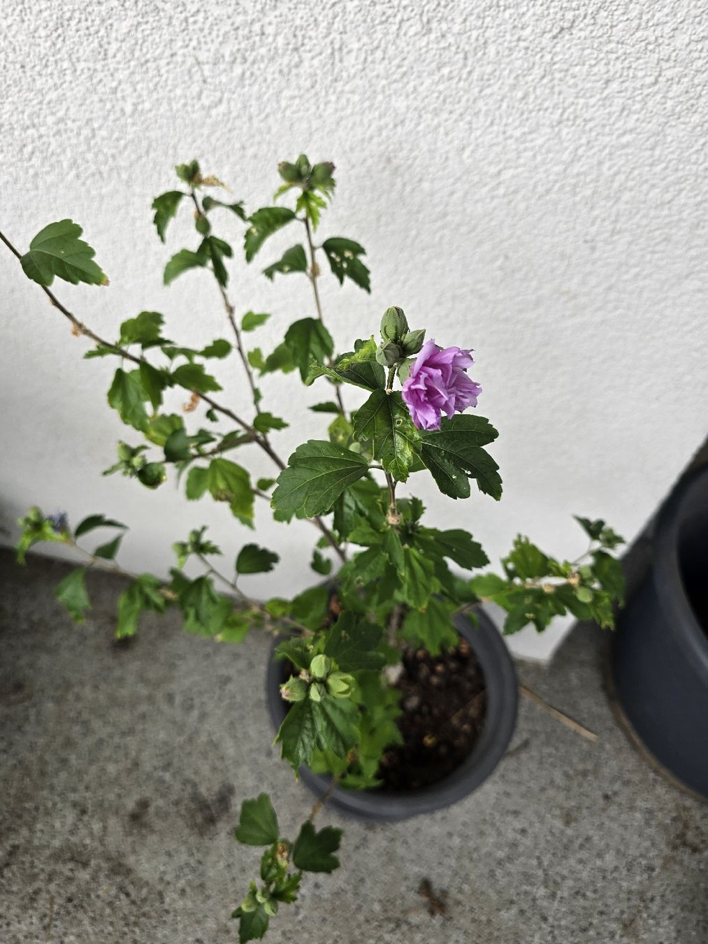 Plantes & graines: Gartenhibiskus - Eibisch - Hibiskus – D'occasion à Rickenbach b. Wil par Kth_v8 2