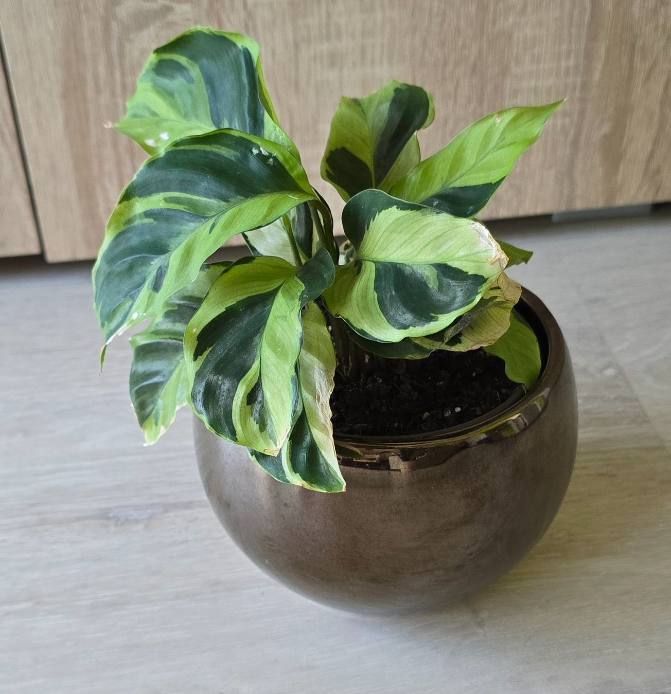 Piante & sementi: Calathea Yellow Fusion mit Topf – Nuovo (secondo la descrizione) da Aarburg venduto da Glitzerschein