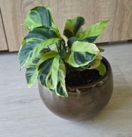 Calathea Yellow Fusion mit Topf