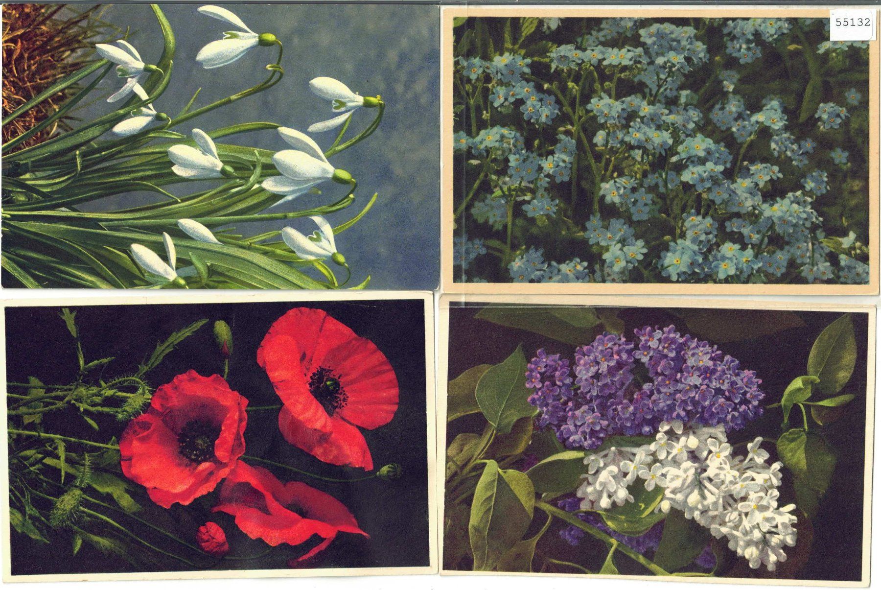 Cartoline postali: 4 AK - Blumen - Photo: E. Gyger – Usato da Ettingen venduto da Kartenplanet