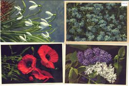 4 AK - Blumen - Photo: E. Gyger