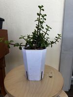 4-jährige Portulacaria afra Bonsai 