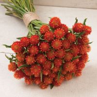50 Samen Kugelamarant Gomphrena ORANGE Samen