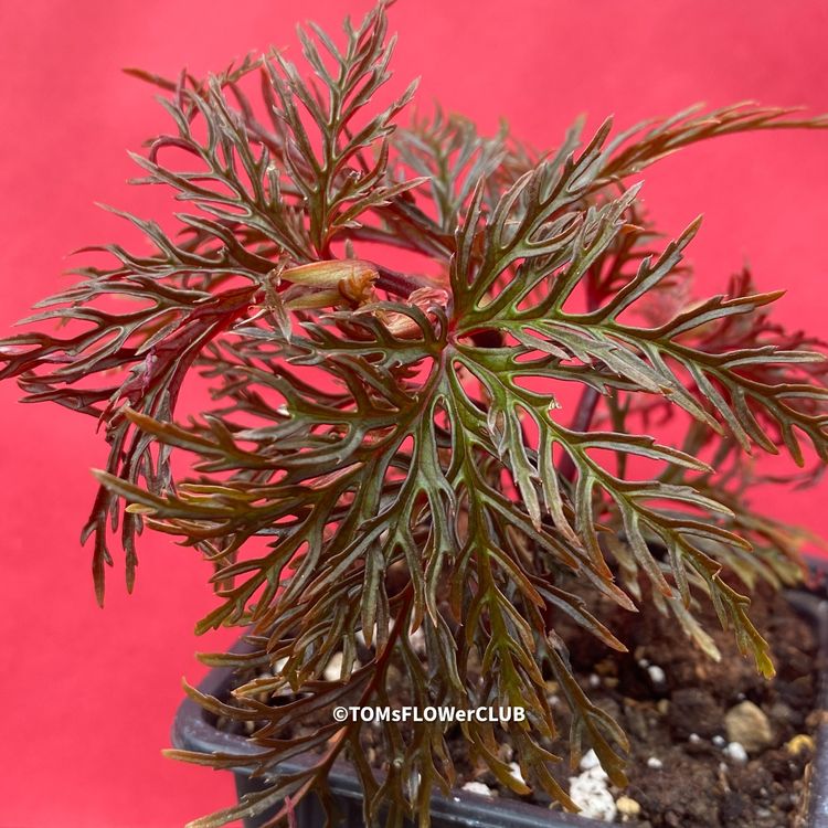 Begonia Bipinnatifida Kaufen auf Ricardo