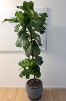 Ficus Lyrata Geigenfeige Fiddle Leaf fig plant 194 cm