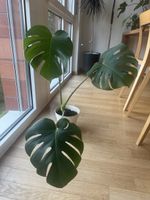 Monstera Deliciosa Zimmerpflanze