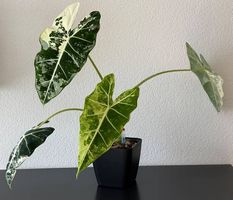 Alocasia Frydek Variegata, 50cm, gross gewachsen