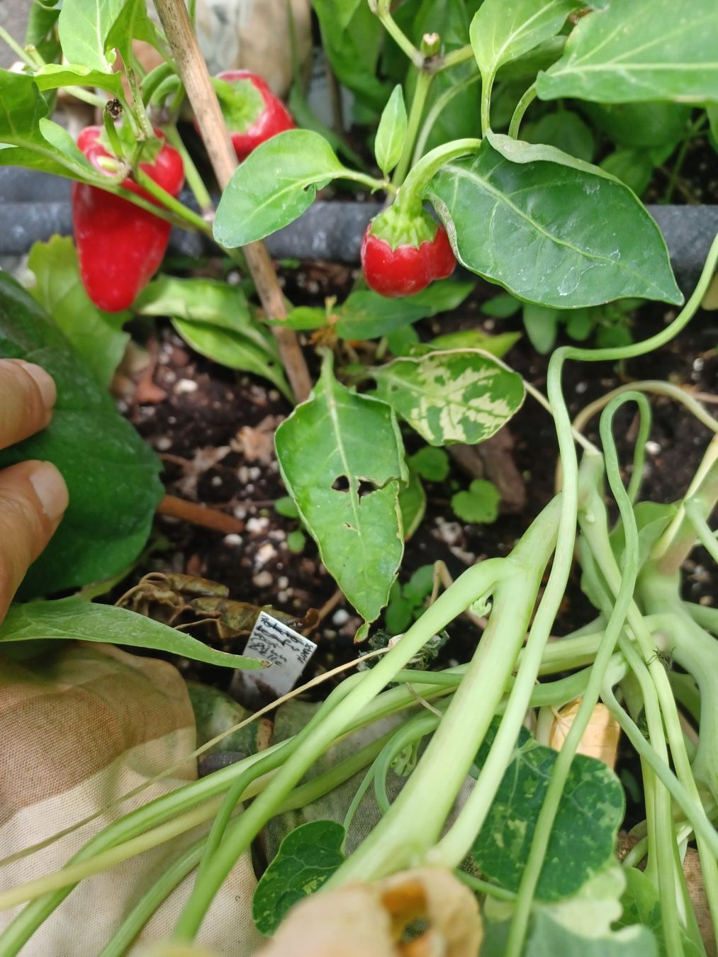 Pflanzen & Samen: Samen Chili Cajun Belle 10Stk. – Gebraucht aus Schwaderloch von bademeister79 1