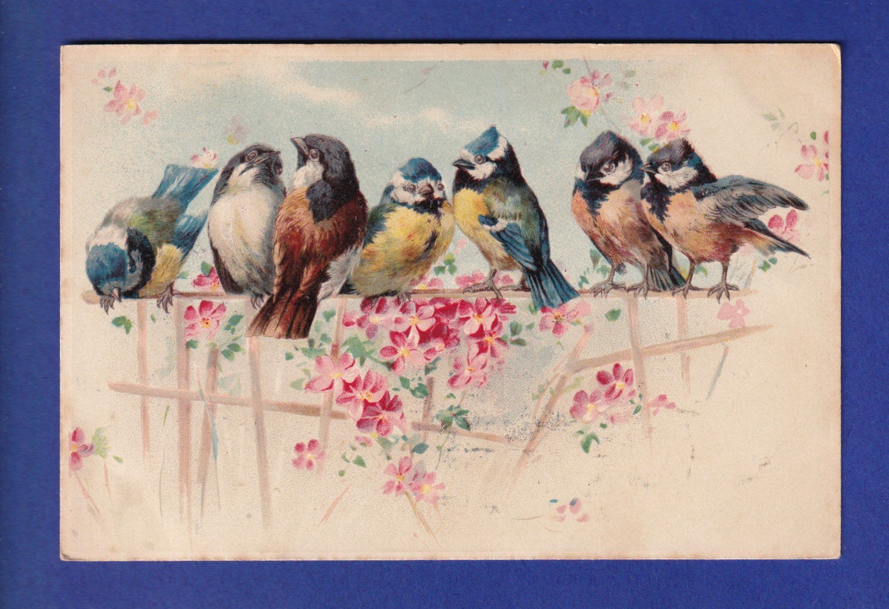 Cartes postales: OISEAU - Mésanges – D'occasion à Pully par nicecards-shop
