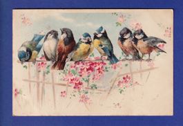 OISEAU - Mésanges